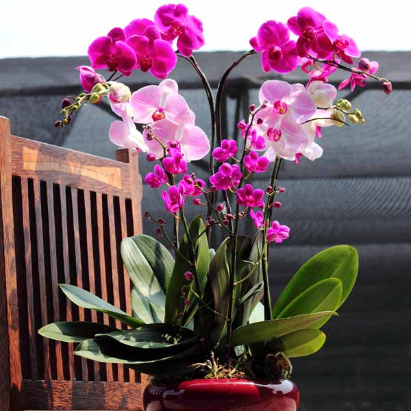 Lan hồ điệp kết hợp 2002